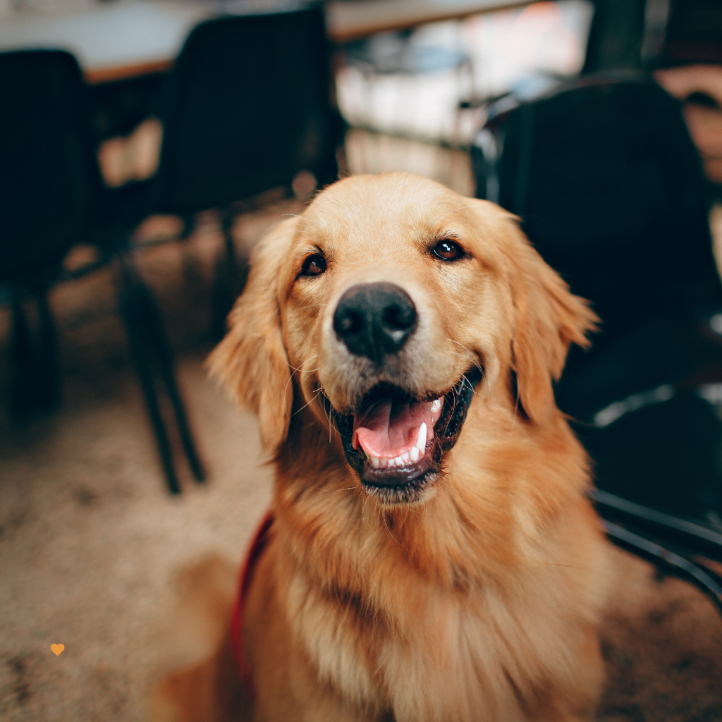 Golden Retriever Greeting Card for Dog Lovers