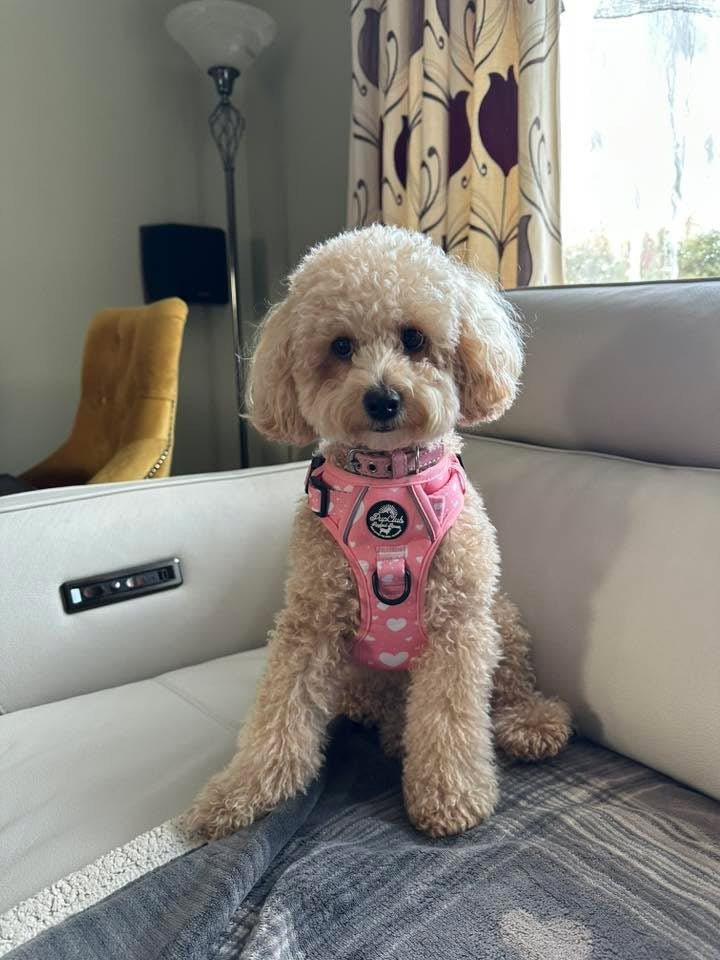 Rugged Rover Harness Peachy Hearts