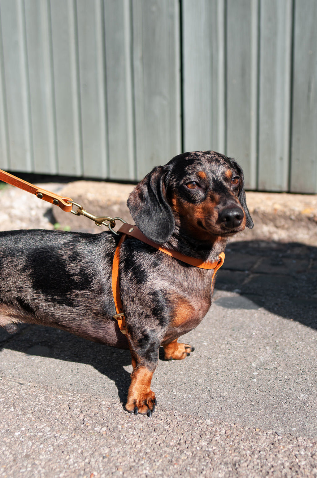 Cross Leather Dog Harness