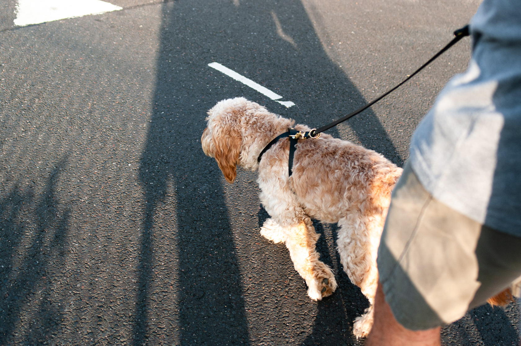 Cross Leather Dog Harness