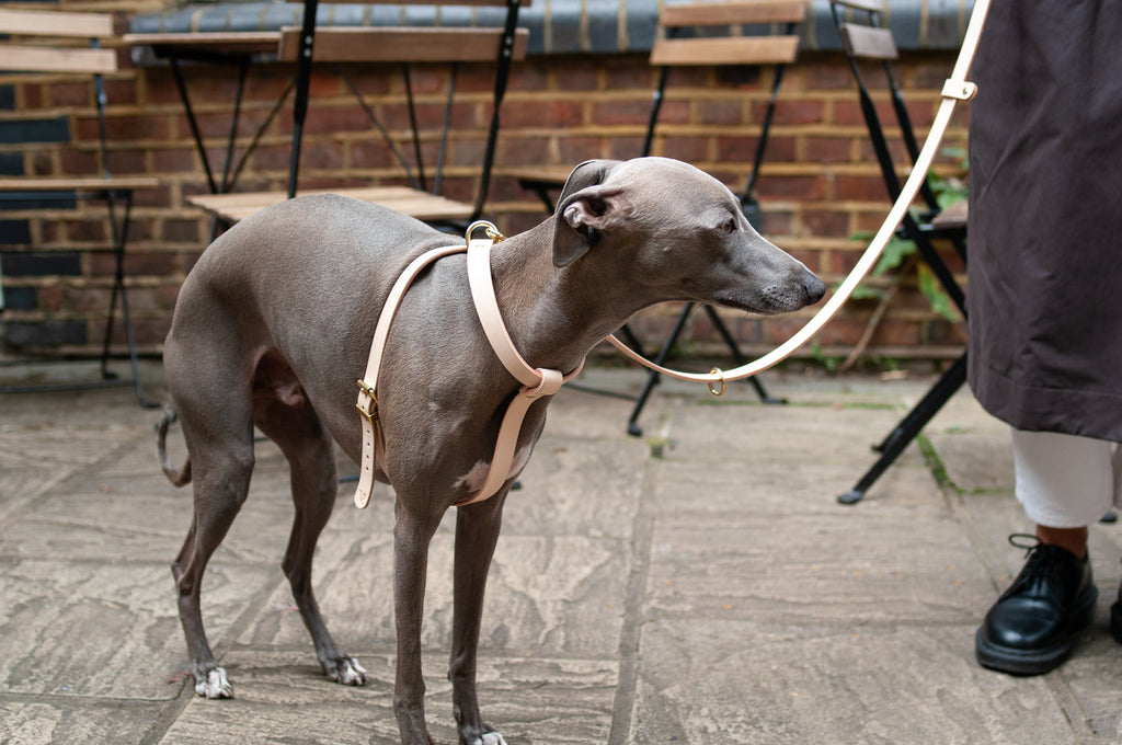 Cross Leather Dog Harness