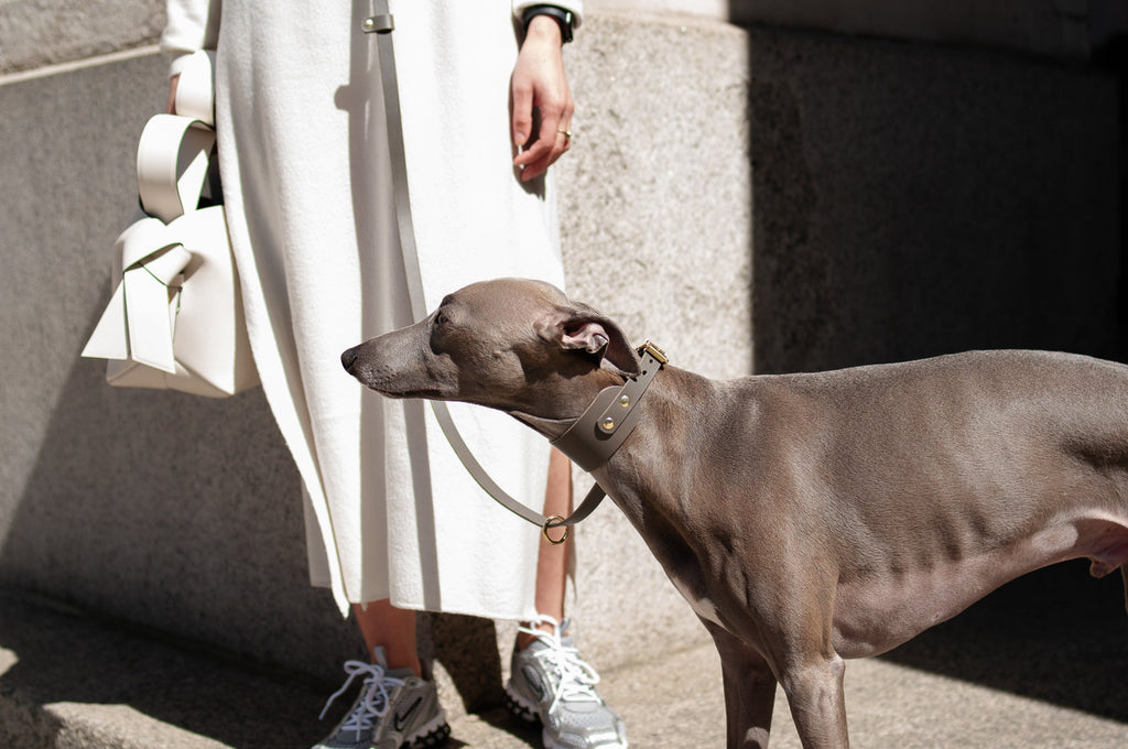 Leather Collar for Sighthounds