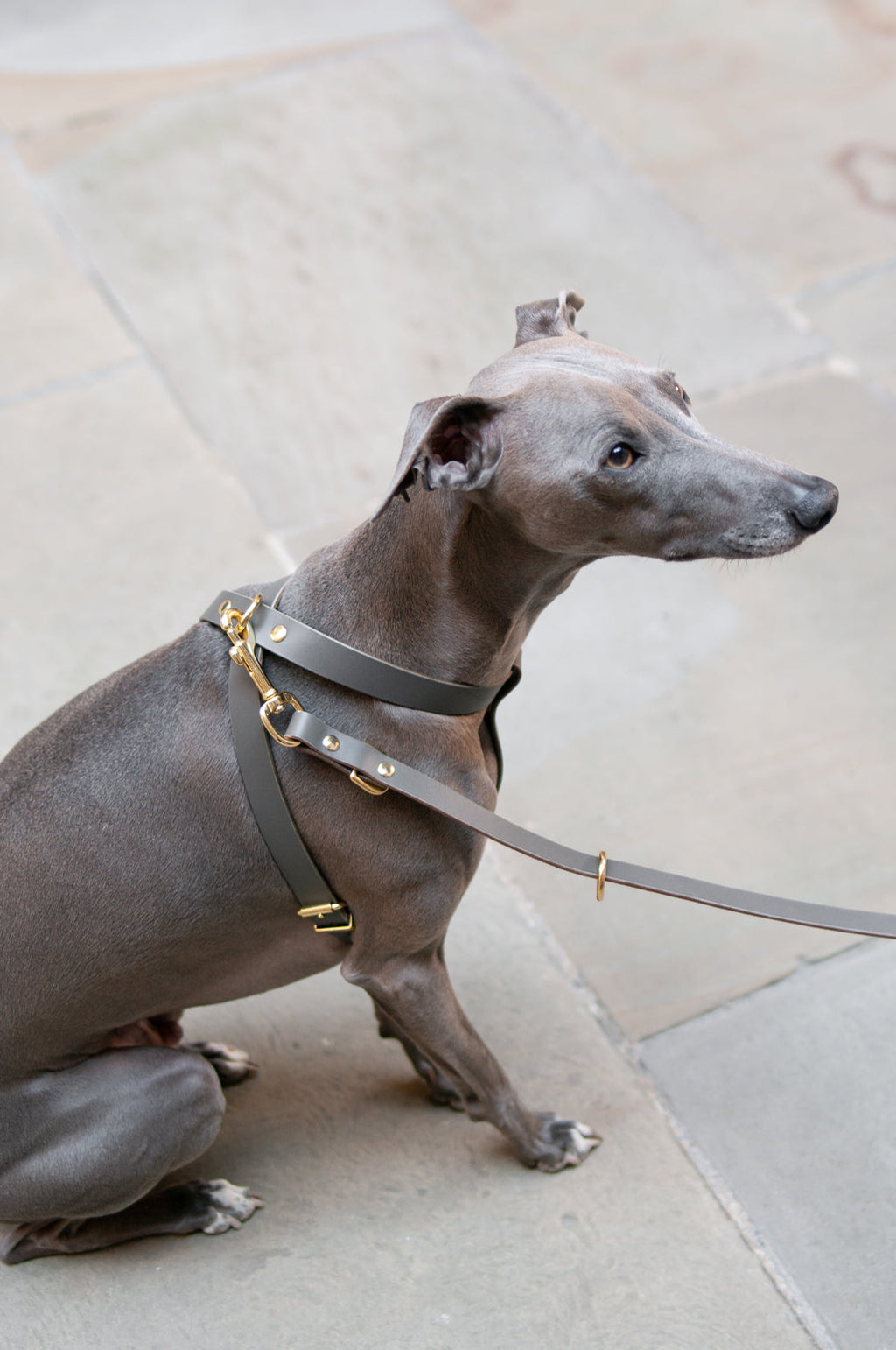 Cross Leather Dog Harness