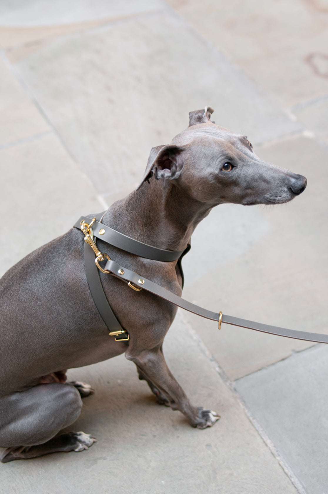 Cross Leather Dog Harness