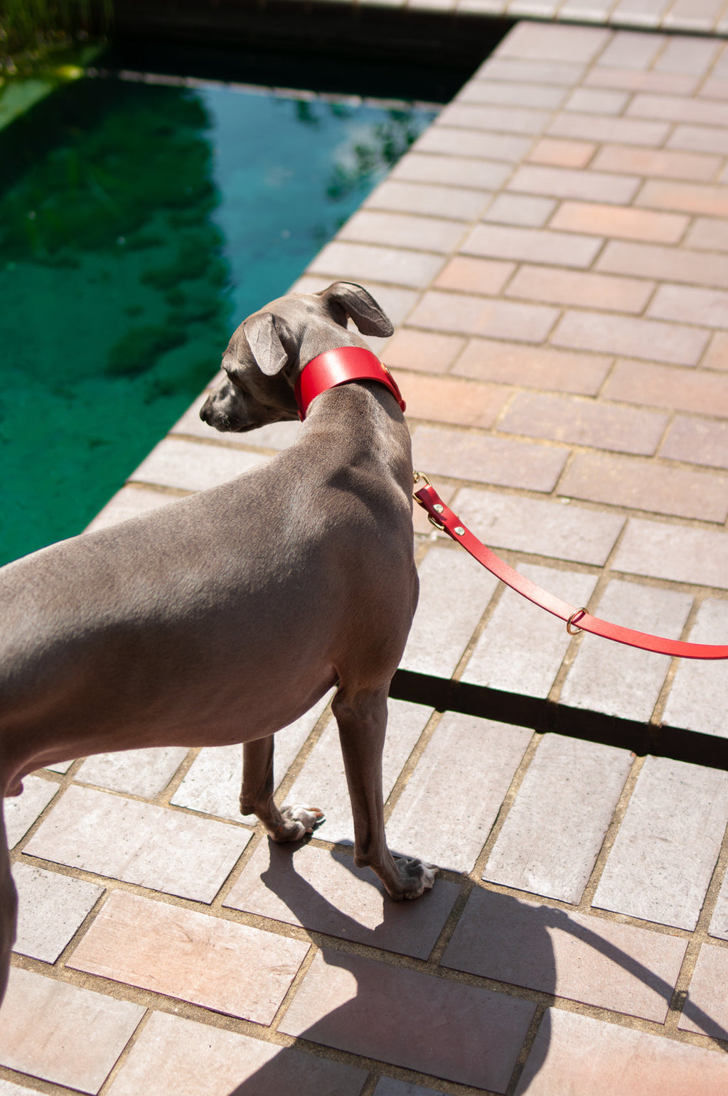 Leather Collar for Sighthounds