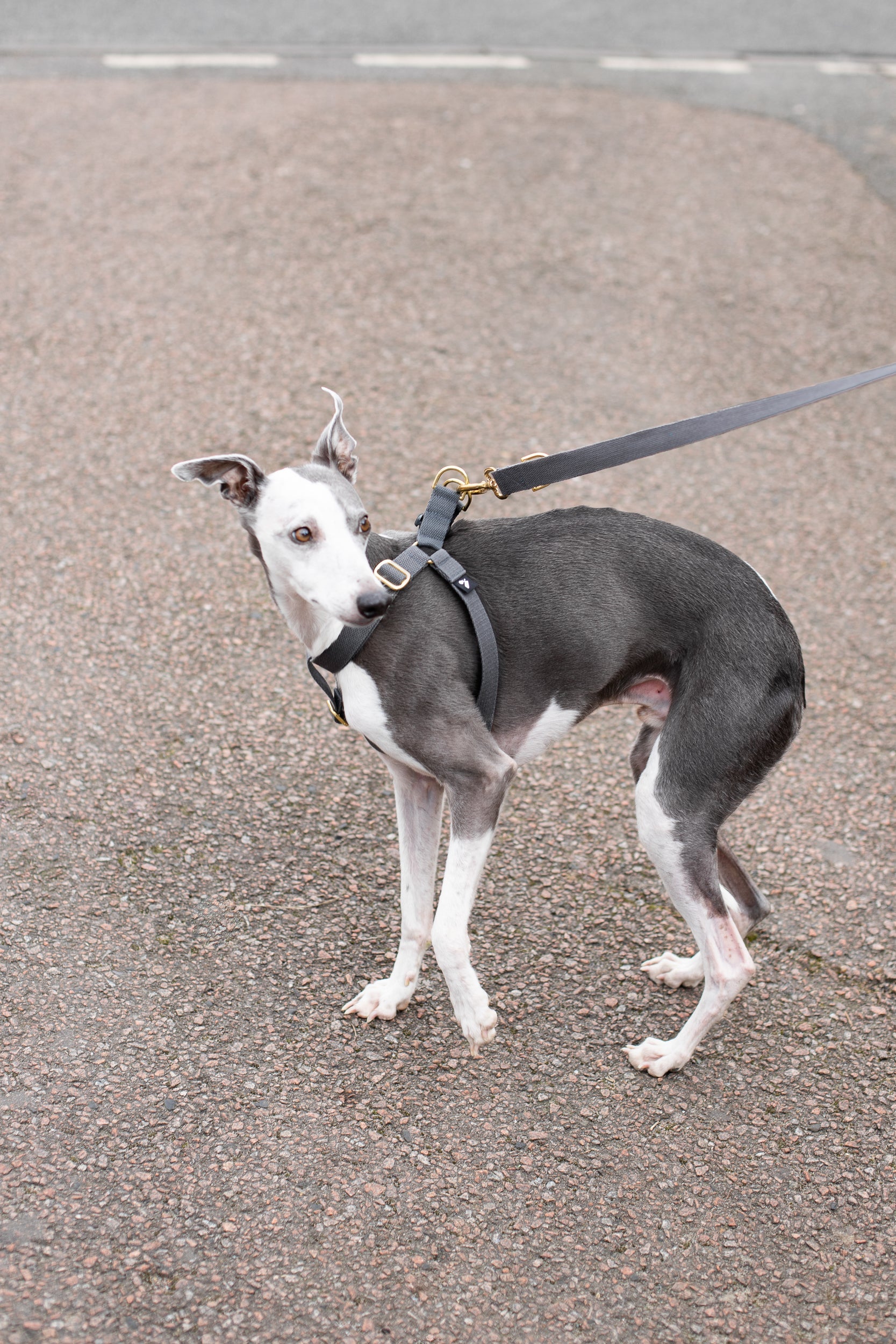 Cotton Step In Dog Harness
