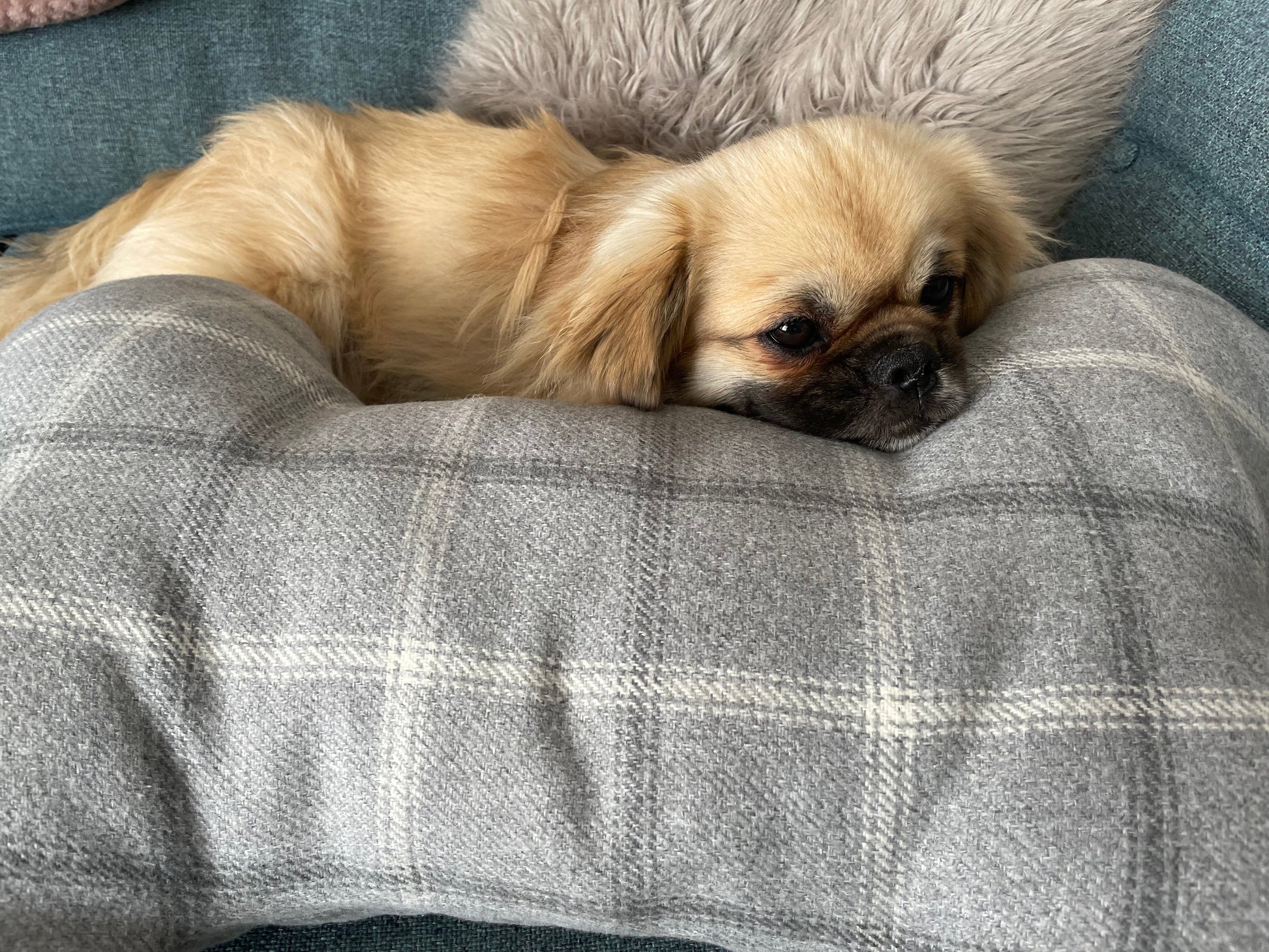 Large Bone Dog Snuggle Cushion