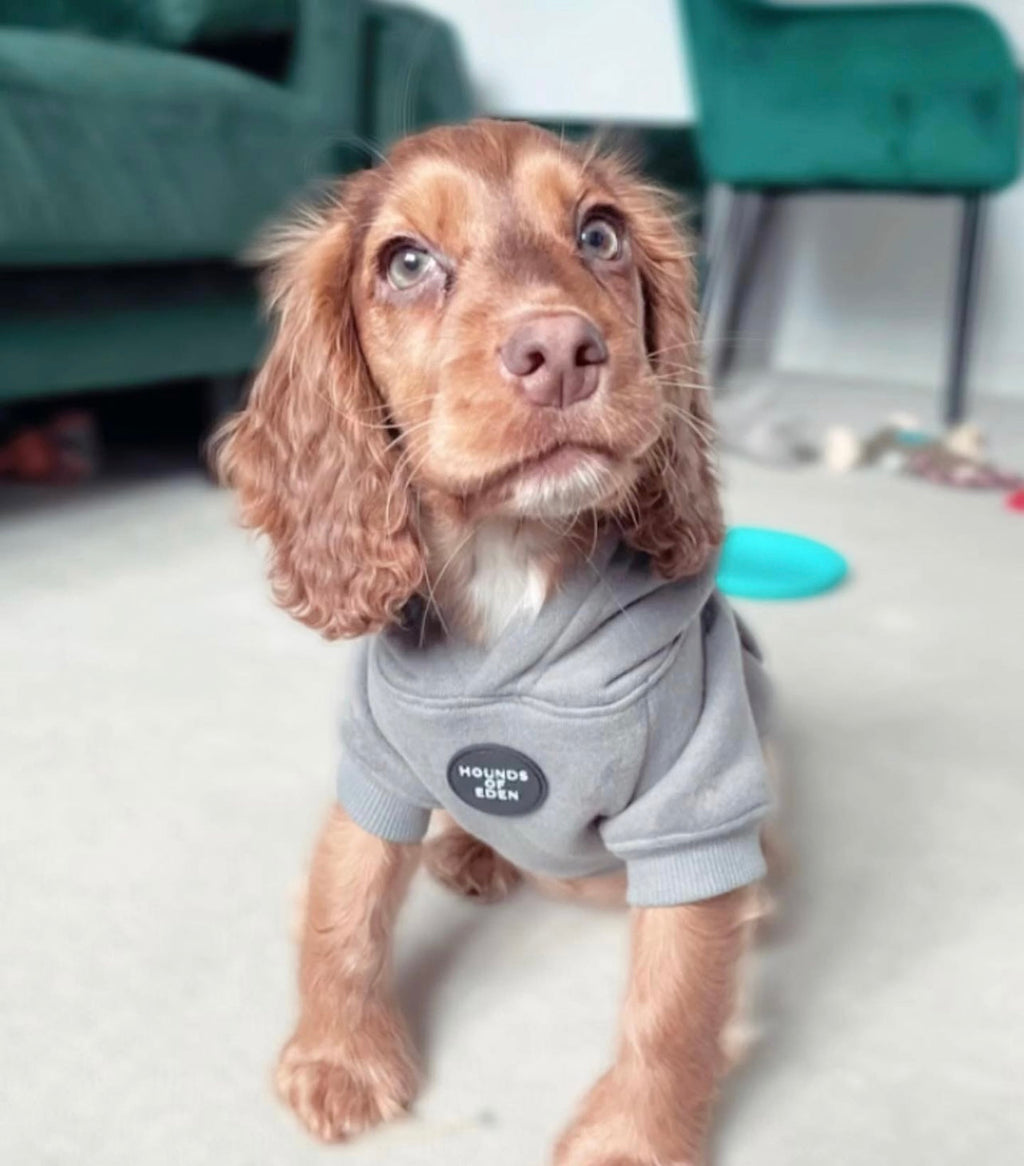 Dog Hoodie - Sky Blue
