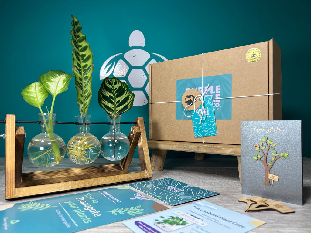 Plant Propagation Gift Set for Home Growing