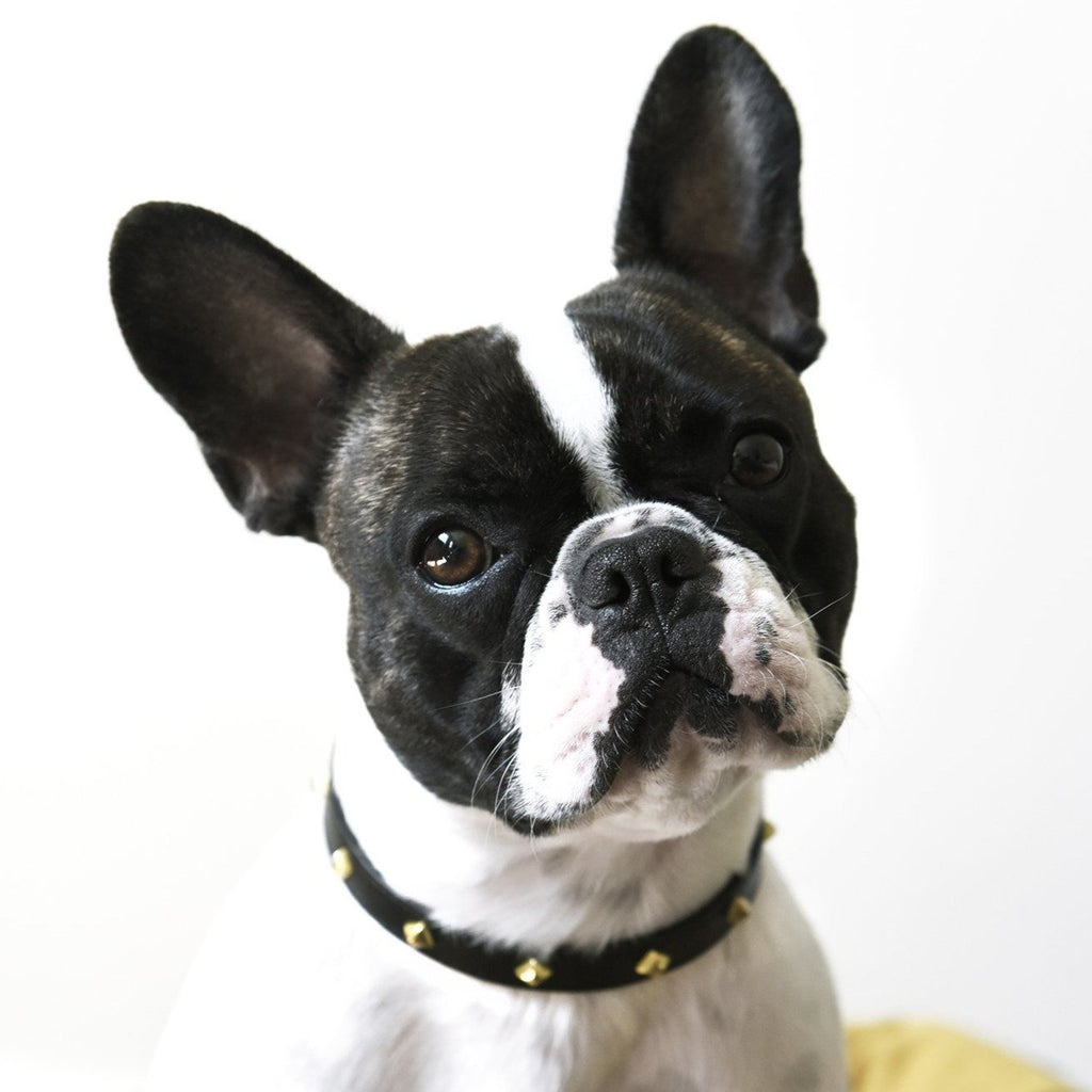 Black Leather Collar with Golden Rivets
