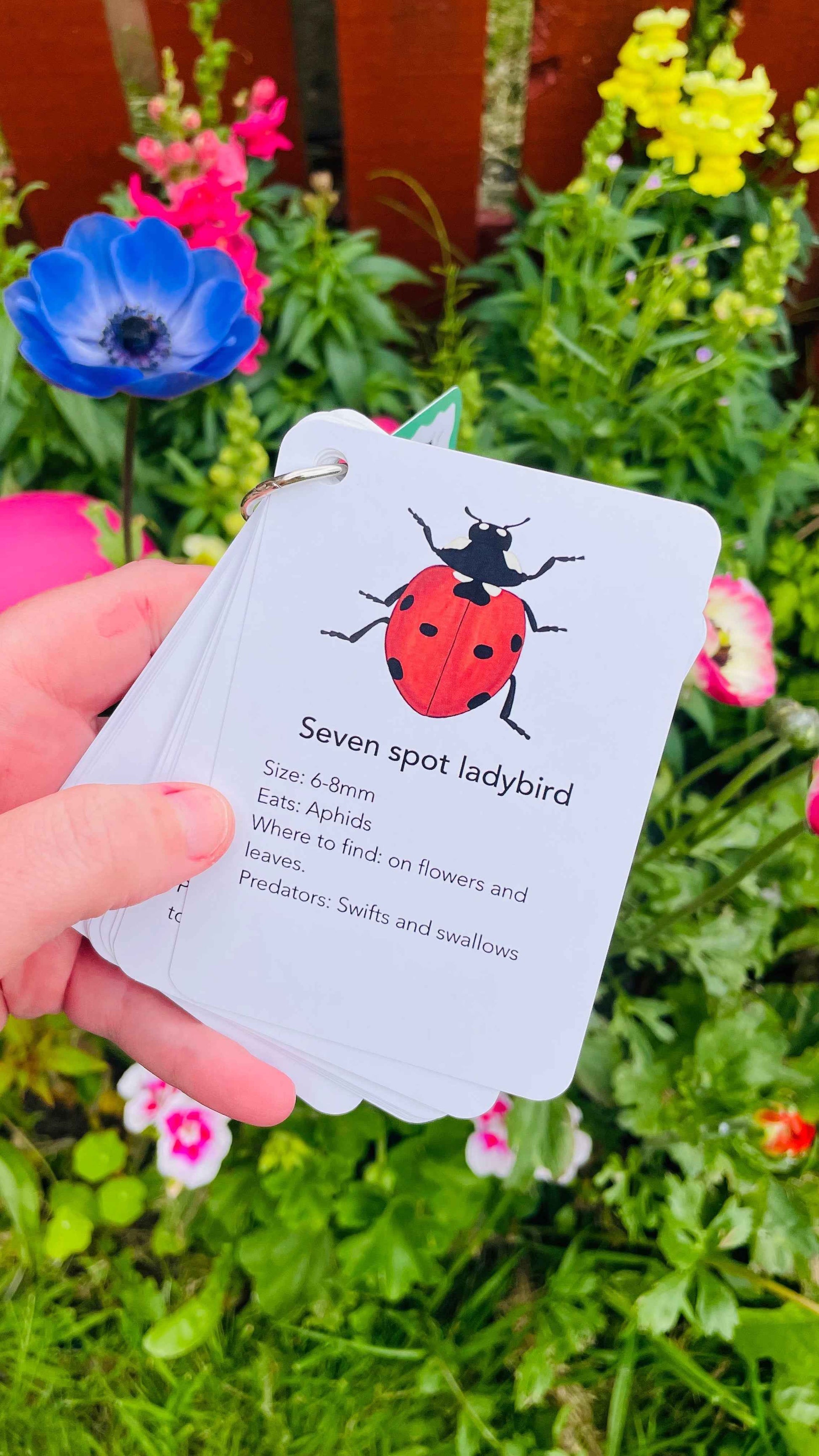 Garden Bugs Illustrated Identification Cards