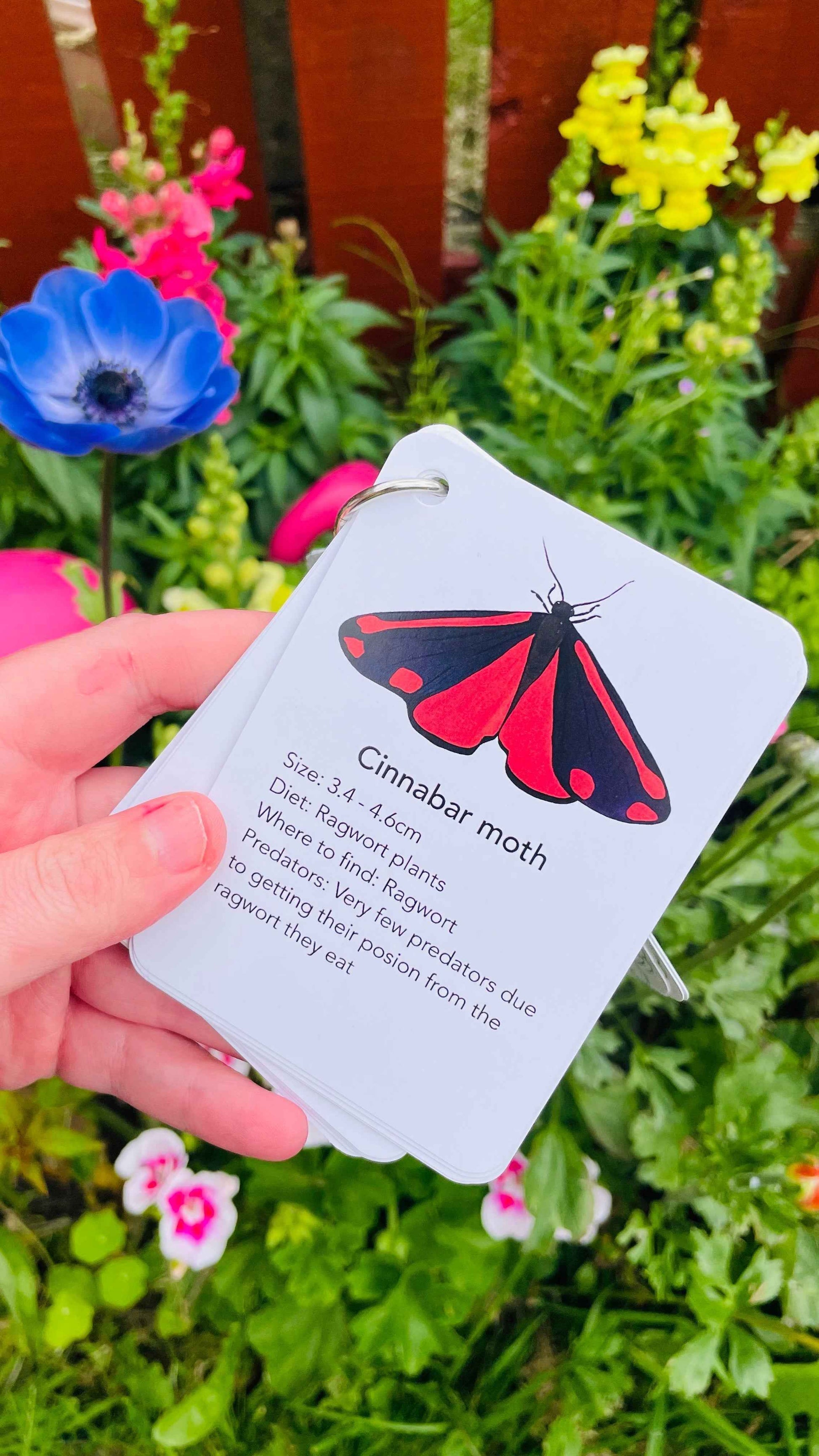 Garden Bugs Illustrated Identification Cards