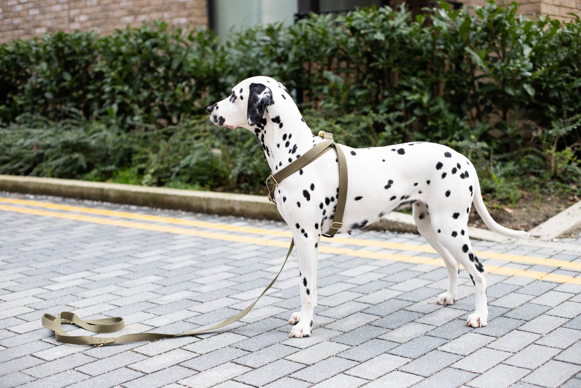 Cotton Step In Dog Harness