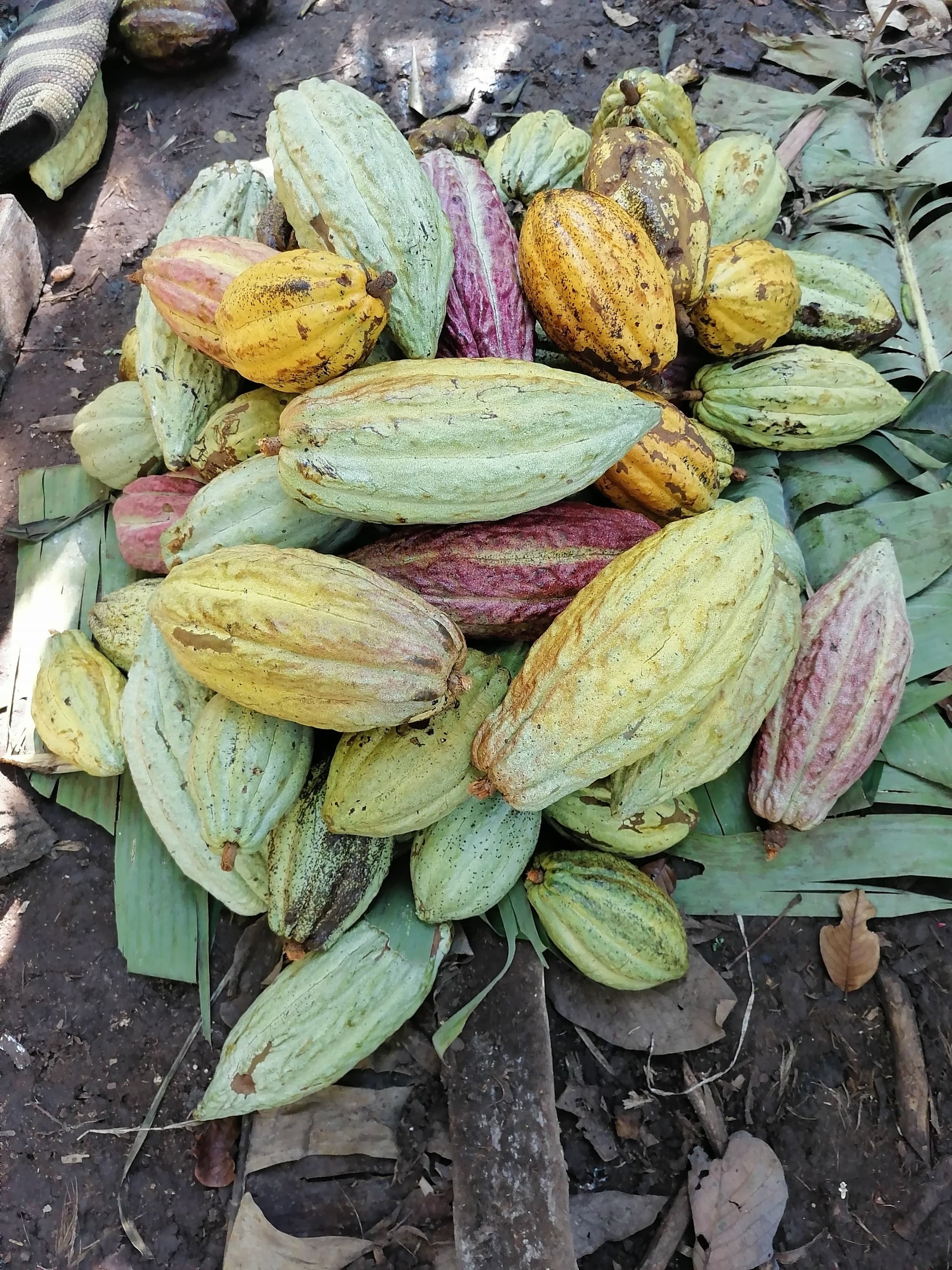 Mexican Ceremonial Cacao Lavado Block