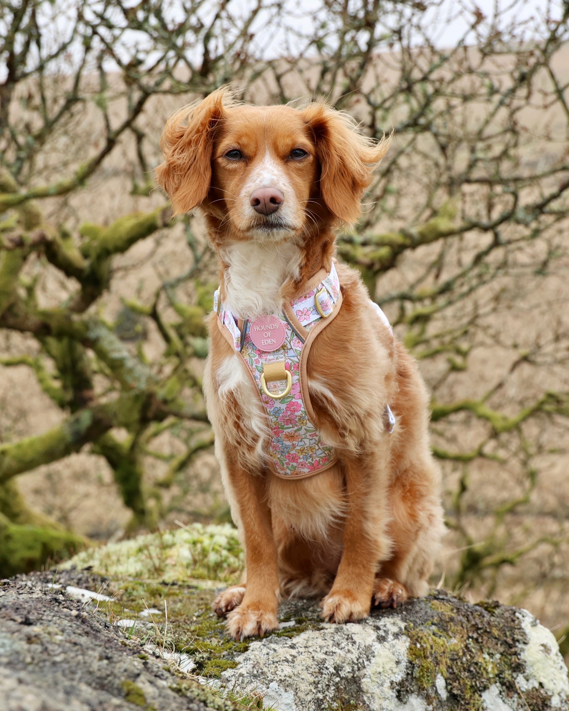 Pastel Petals Dog Harness XS to XL