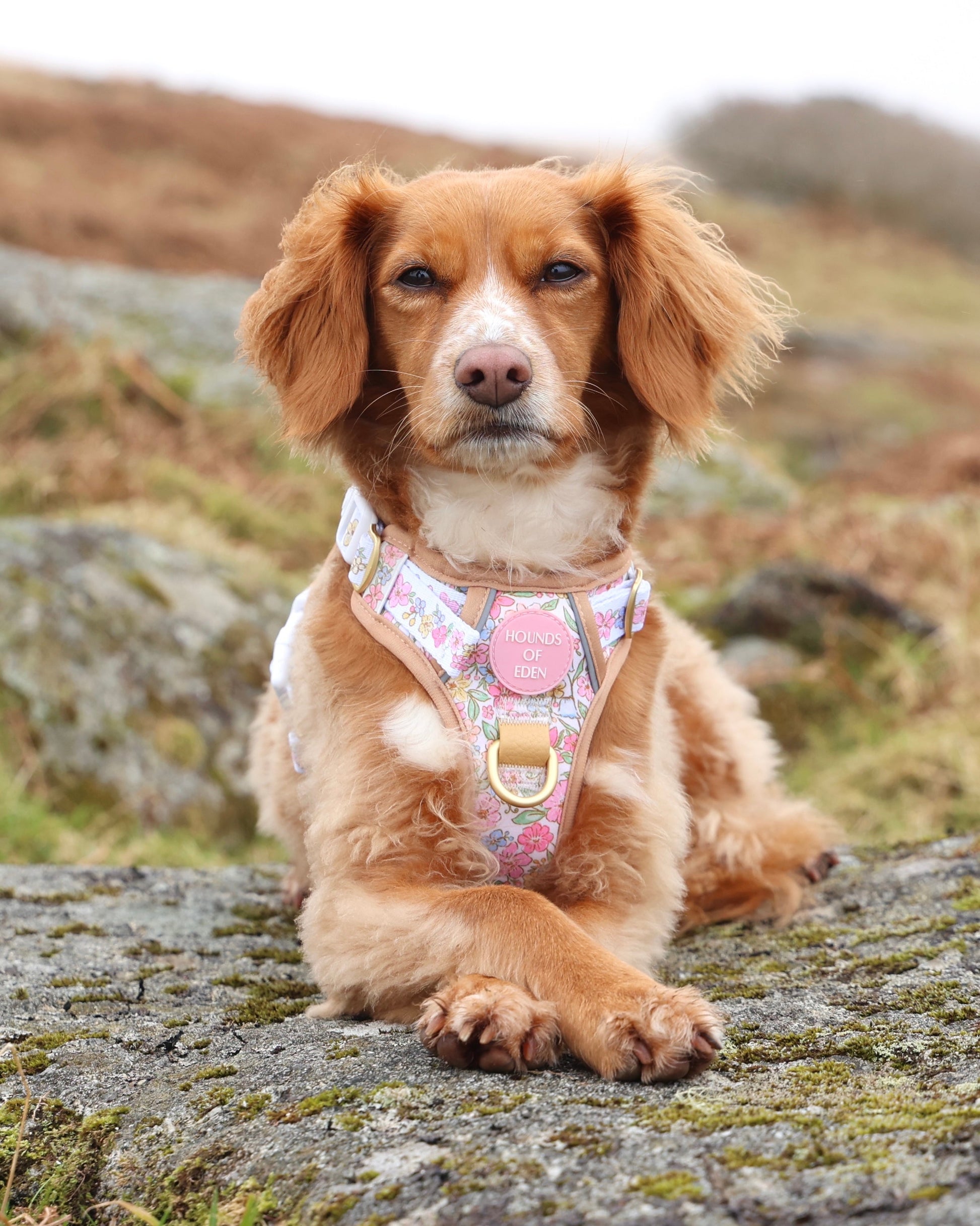 Pastel Petals Dog Harness XS to XL