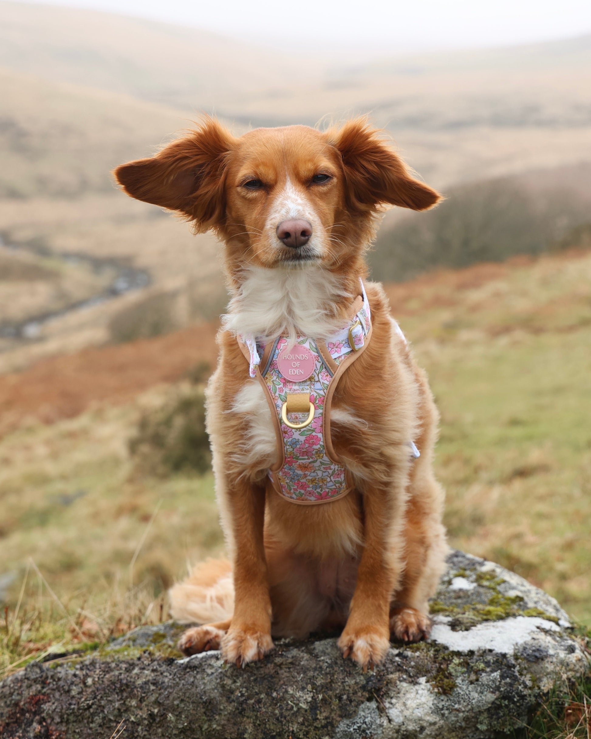 Pastel Petals Dog Harness XS to XL