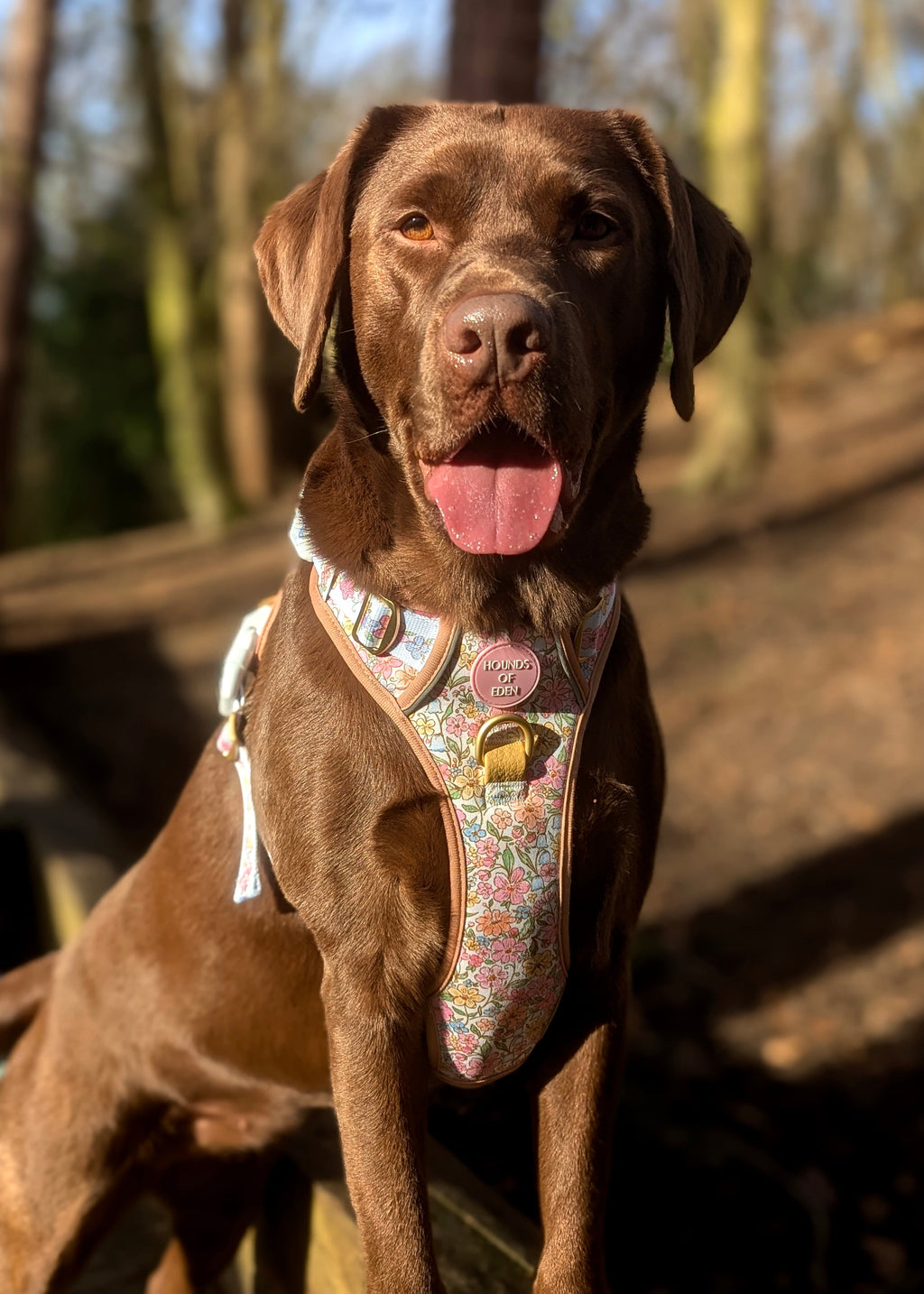 Pastel Petals Dog Harness XS to XL