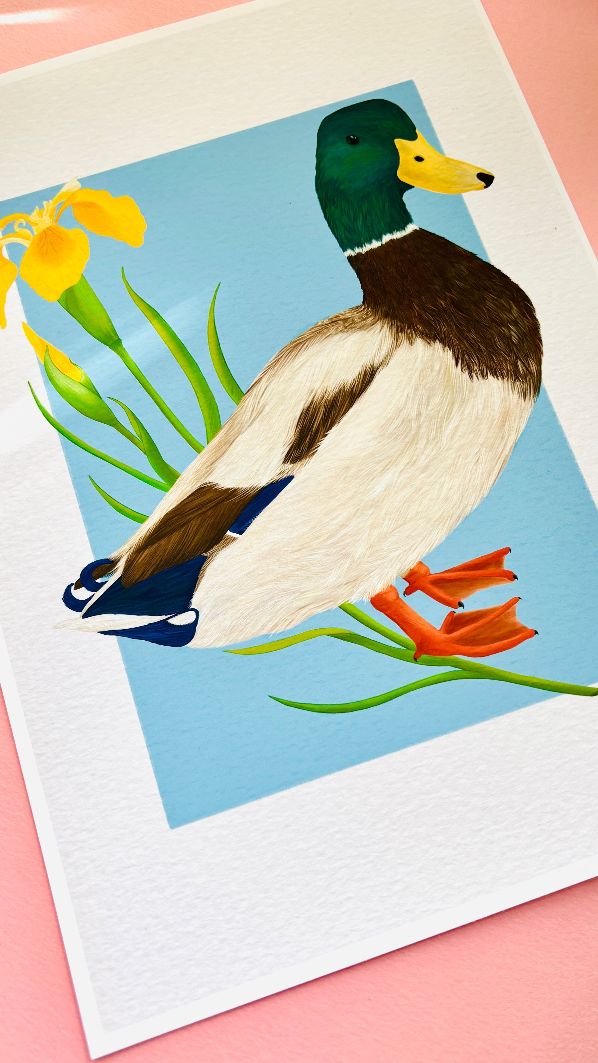 Mallard Duck and Iris British Wildlife Art Print