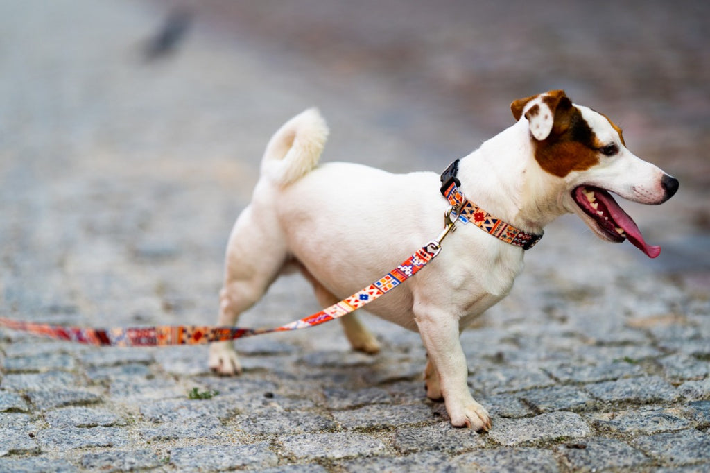 Boho Collection Dog Leash – A style that combines hippie blaze of colors with casual surfers and bohemian originality. by Matteo at www.brixbailey.com