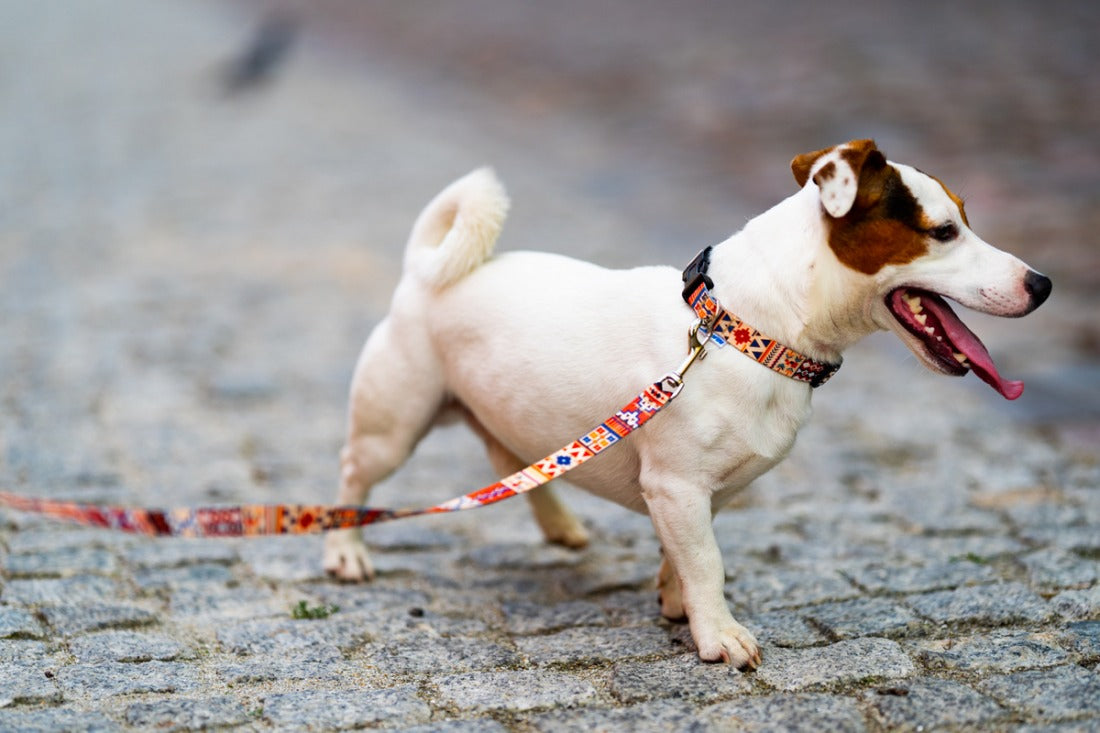 Boho Collection Dog Leash – A style that combines hippie blaze of colors with casual surfers and bohemian originality. by Matteo at www.brixbailey.com