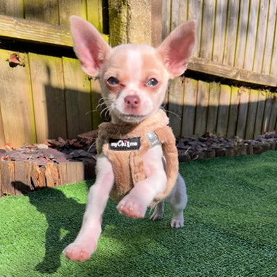 Step In Soft Touch Suede Faux Fur Lined Puppy and Small Dog Harness Caramel