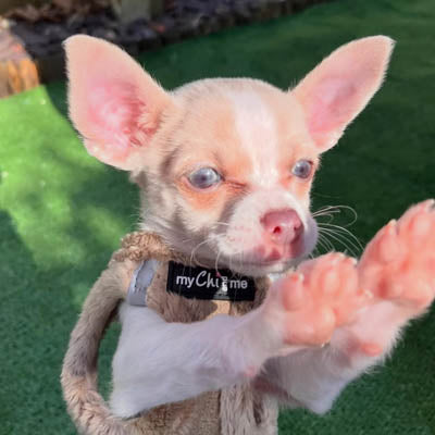 Step In Soft Touch Suede Faux Fur Lined Puppy and Small Dog Harness Caramel