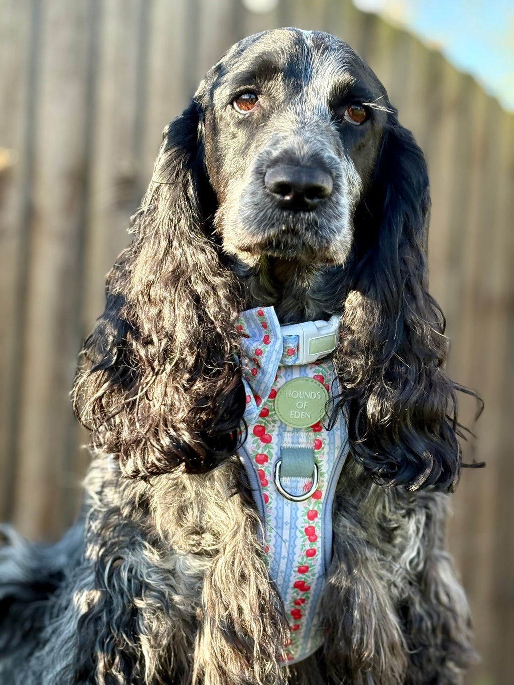 Supaw Strong Dog Harness XS to XL