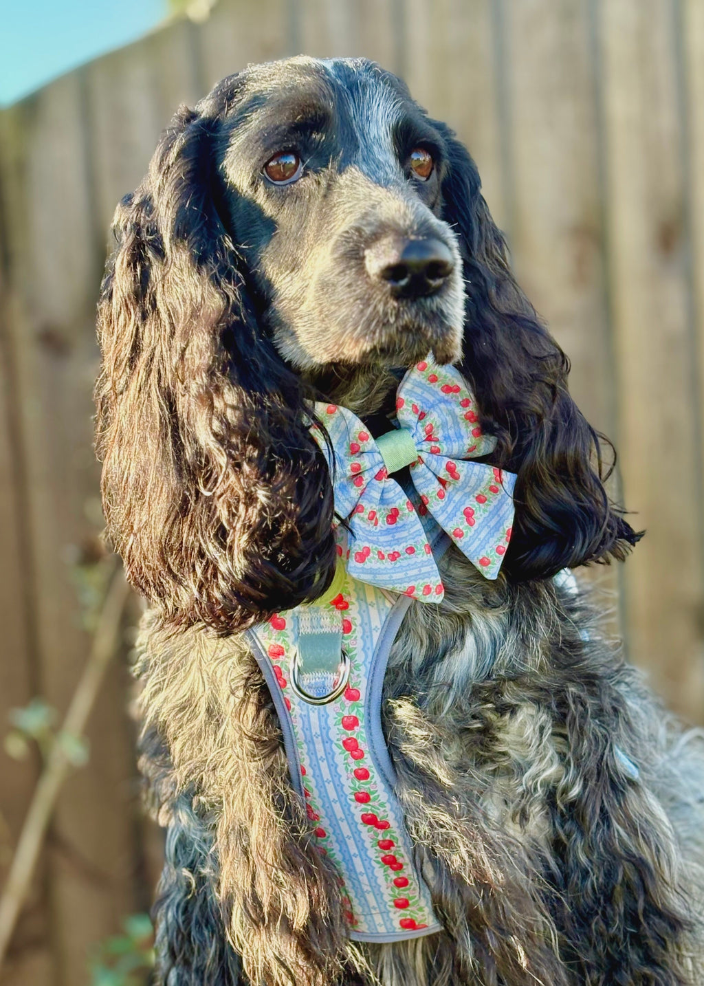 Supaw Strong Dog Harness XS to XL