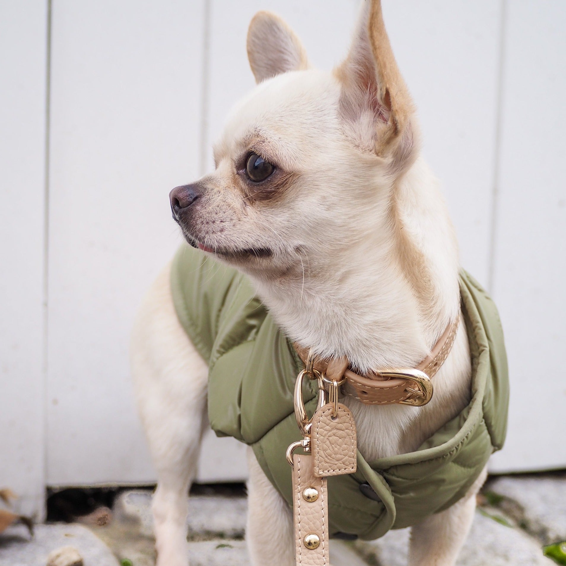 Leather Collar with Gold and Silver Hardware