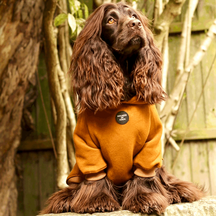 Dog Hoodie - Black
