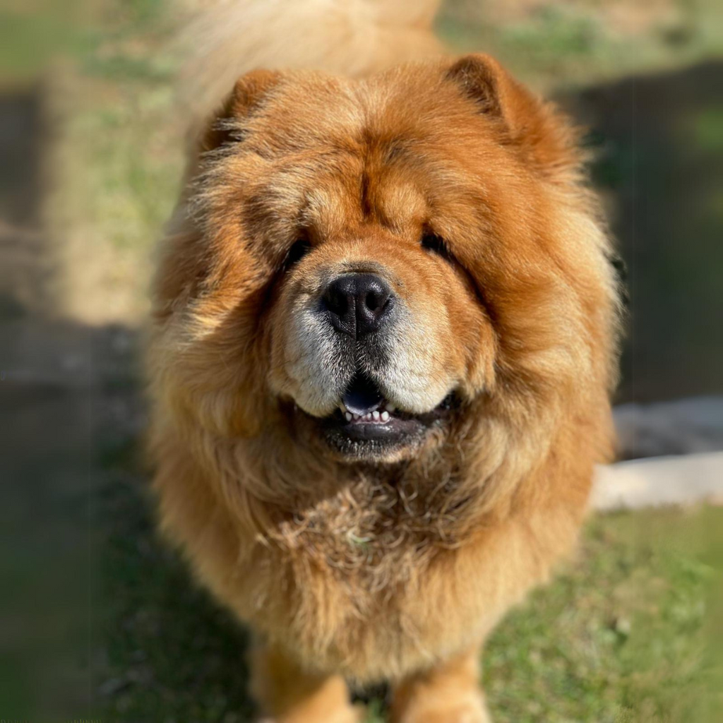 Red Chow Chow Aloof Floof Greeting Card