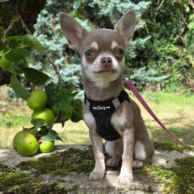 Step In Air Mesh Harness for Puppies and Small Dogs in Black