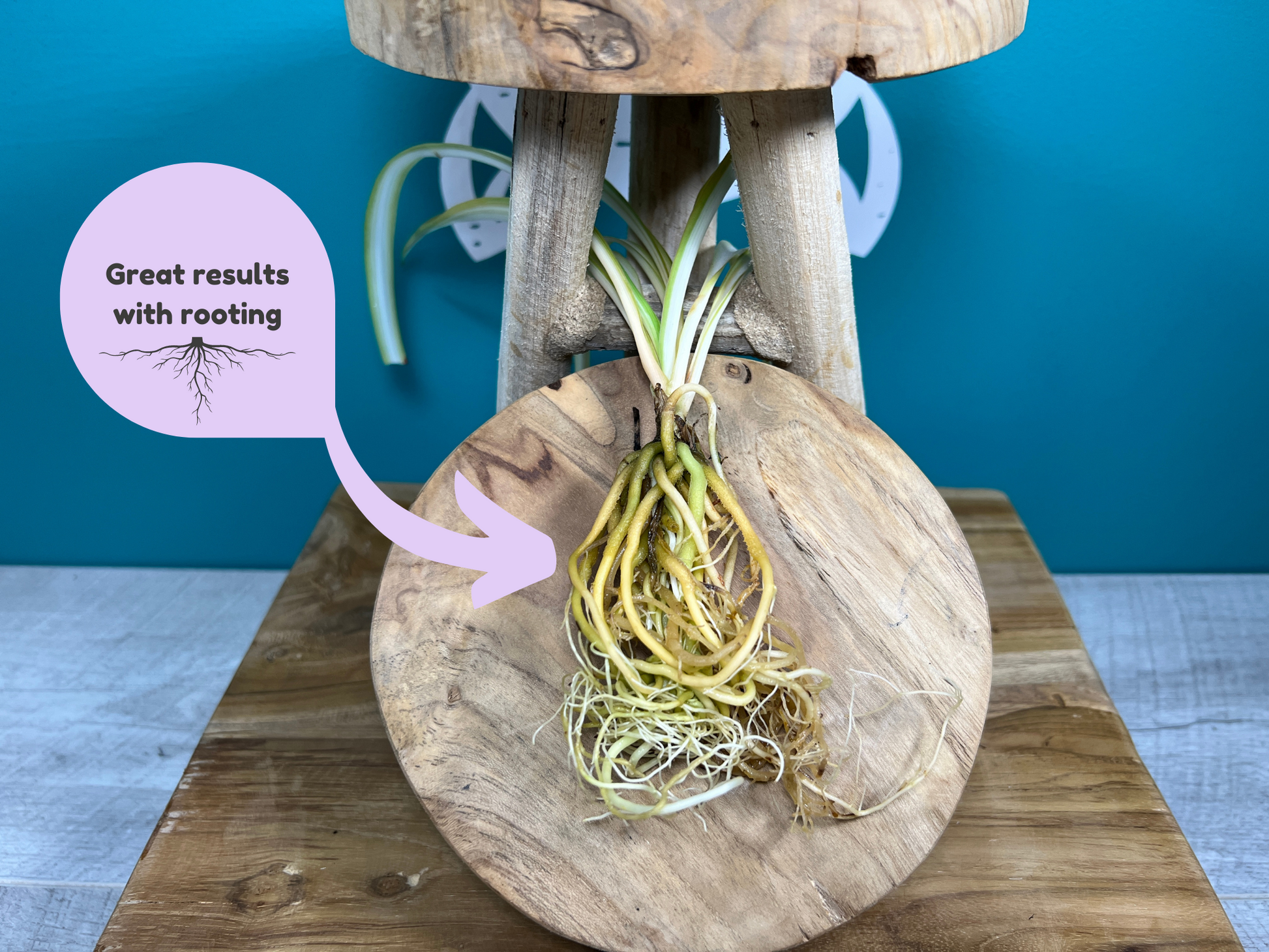 Plant Propagation Gift Set for Home Growing
