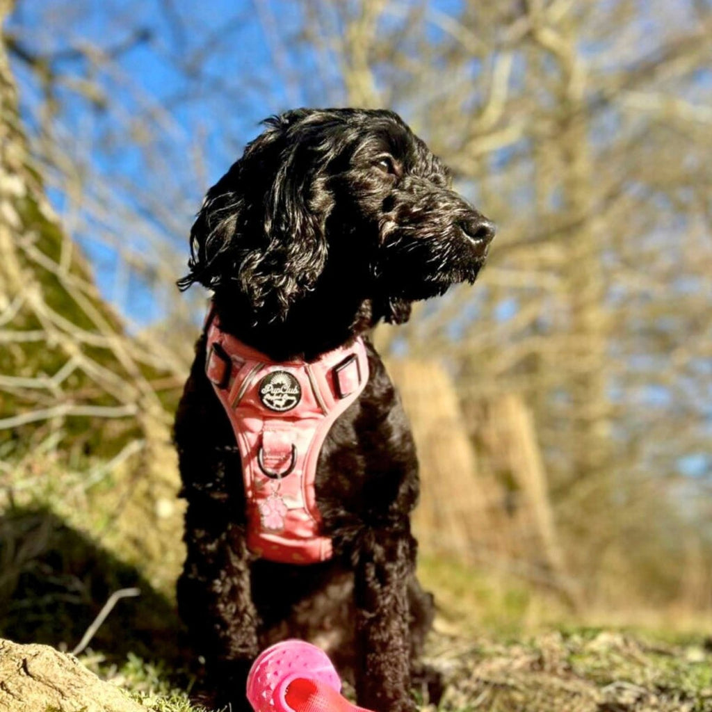 Rugged Rover Harness Peachy Hearts