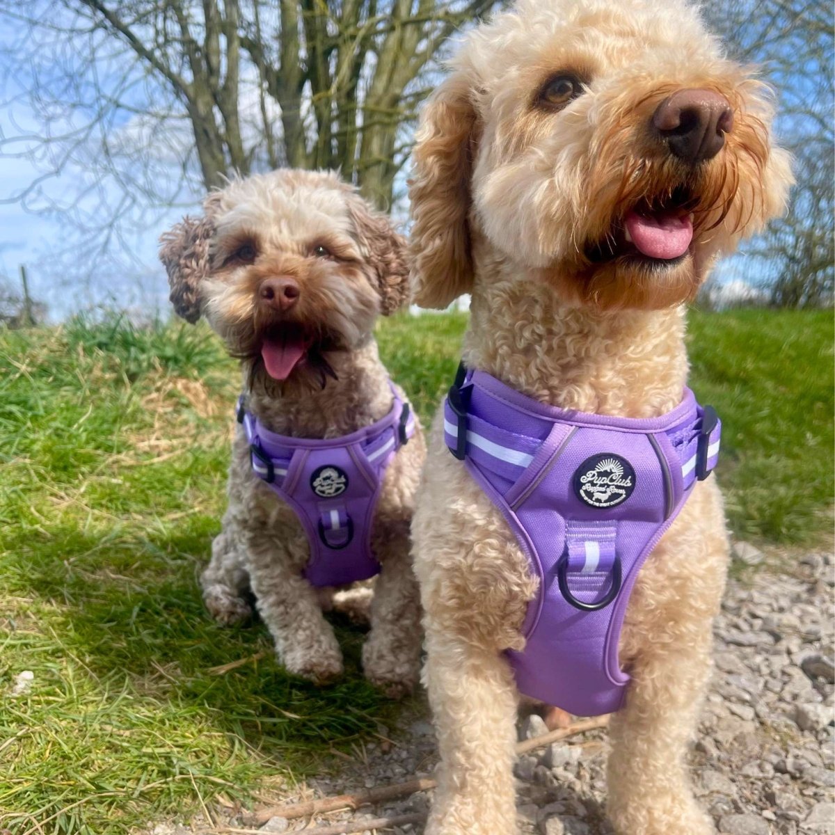 Rugged Rover Harness in Lilac Blush