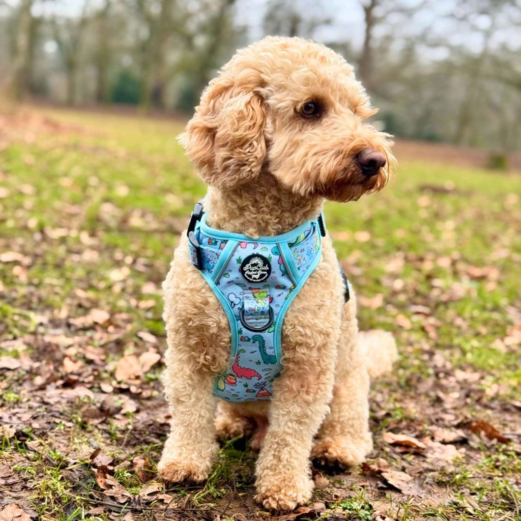 Dinosaur Party No Pull Dog Harness