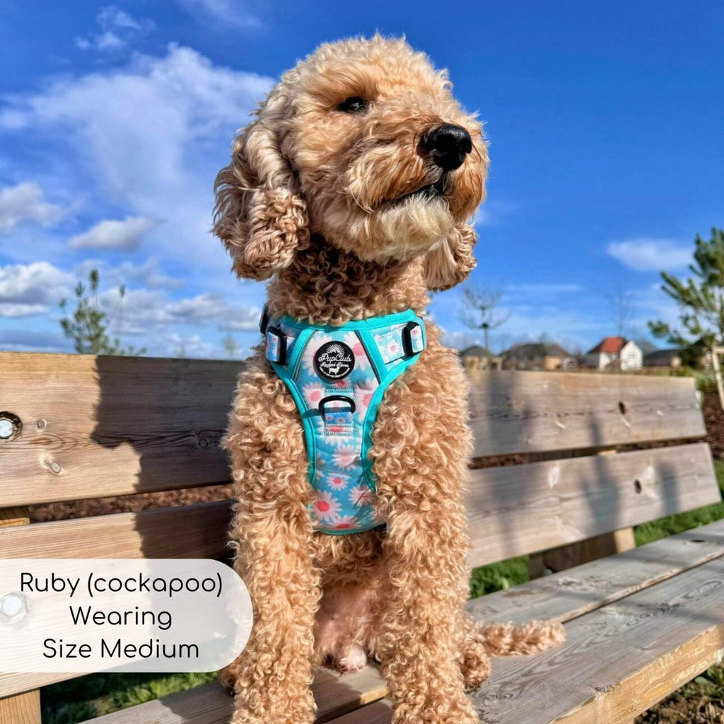 Pastel Daisy No Pull Dog Harness