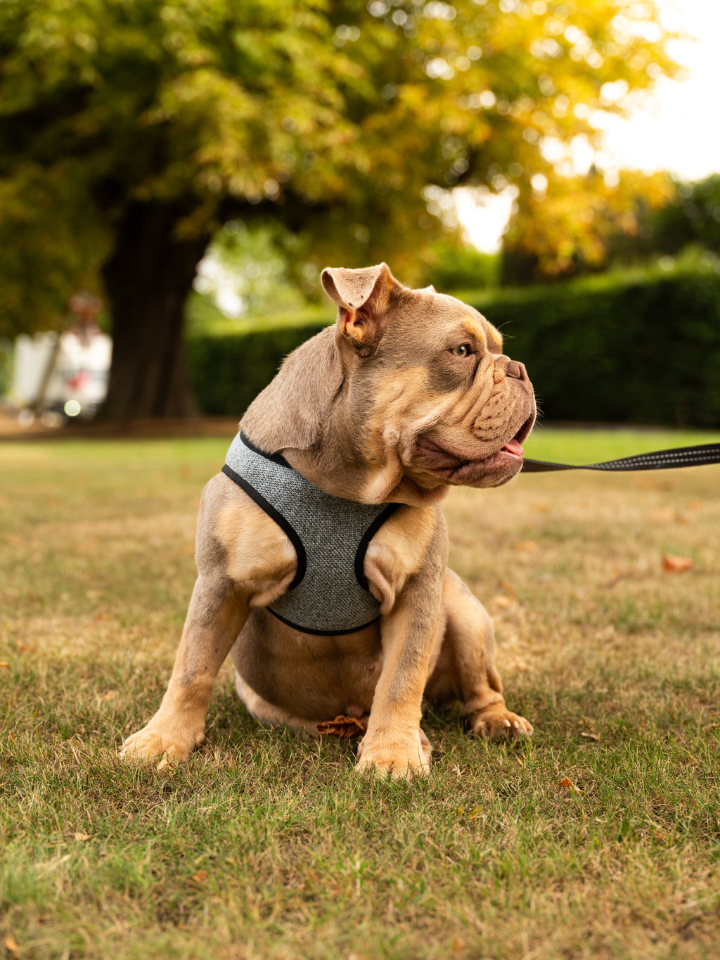 Mayfair Ocean Dog Harness