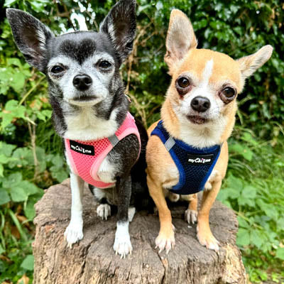 Tiny Trails Step In Air Mesh Puppy and Small Dog Harness in Pink