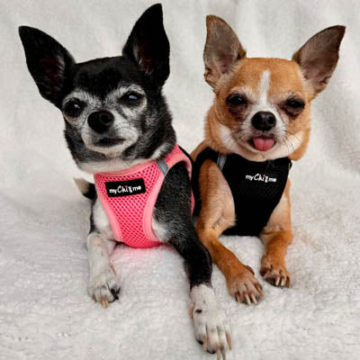 Step In Air Mesh Harness for Puppies and Small Dogs in Black