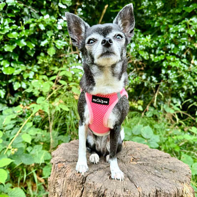 Tiny Trails Step In Air Mesh Puppy and Small Dog Harness in Pink