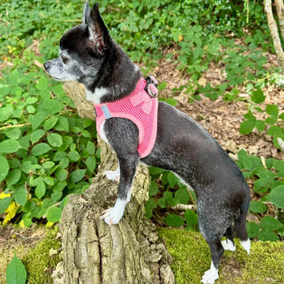 Tiny Trails Step In Air Mesh Puppy and Small Dog Harness in Pink