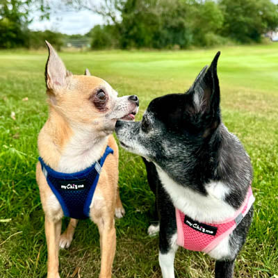 Tiny Trails Step In Air Mesh Puppy and Small Dog Harness in Pink