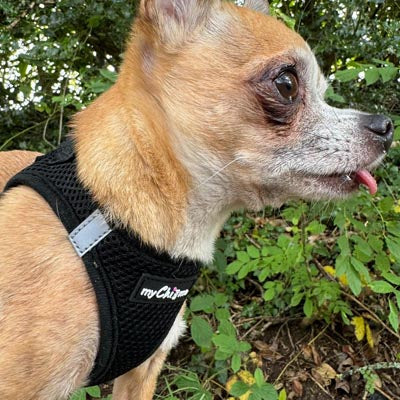Step In Air Mesh Harness for Puppies and Small Dogs in Black