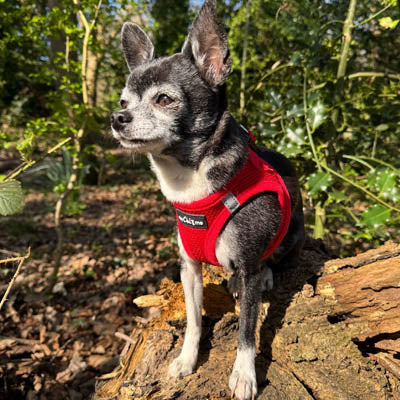 Step In Air Mesh Harness for Puppies and Small Dogs Red