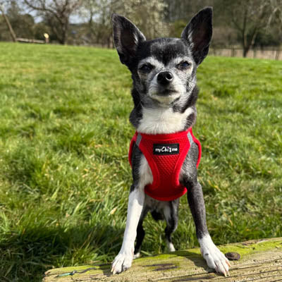 Step In Air Mesh Harness for Puppies and Small Dogs Red