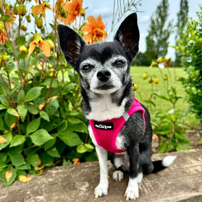 Tiny Trails Step In Air Mesh Puppy and Small Dog Harness in Hot Pink