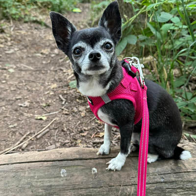 Tiny Trails Step In Air Mesh Puppy and Small Dog Harness in Hot Pink