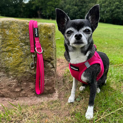 Reflective Hot Pink Webbing Lead 15mm for Small Dogs